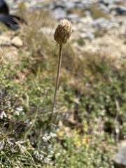 Anemonoides baldensis