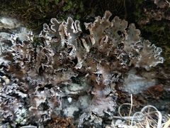 Peltigera monticola
