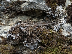 Peltigera monticola