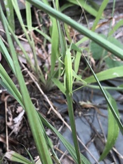 Euconocephalus varius