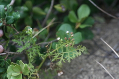 Senecio rhyncholaenus