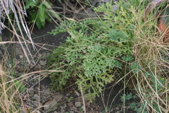 Senecio rhyncholaenus