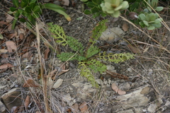 Senecio rhyncholaenus