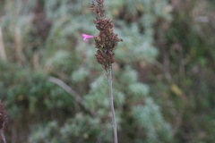 Syncolostemon rotundifolius