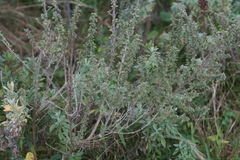 Syncolostemon rotundifolius
