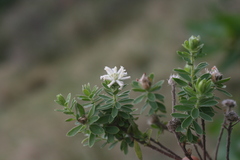 Lasiosiphon calocephalus