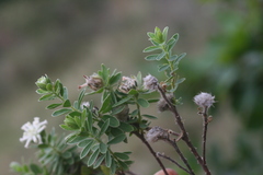 Lasiosiphon calocephalus
