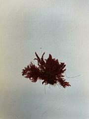 Sphaerococcus coronopifolius