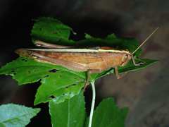 Schistocerca alutacea