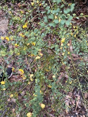 Bossiaea rhombifolia