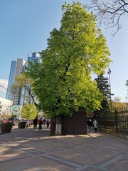 Aesculus hippocastanum