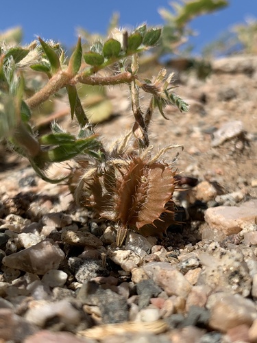 Tribulus image