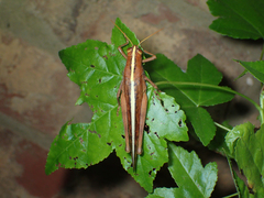 Schistocerca alutacea