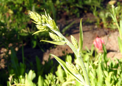 Veratrum viride eschscholtzianum