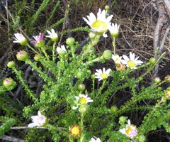 Polyarrhena reflexa reflexa