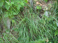 Sesleria autumnalis