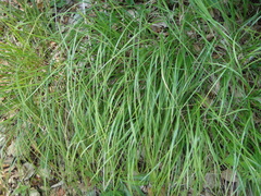 Sesleria autumnalis