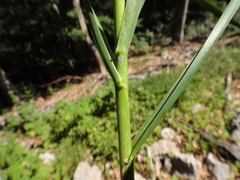 Sesleria autumnalis