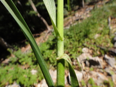 Sesleria autumnalis