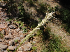 Sesleria autumnalis