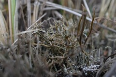 Cladonia multiformis