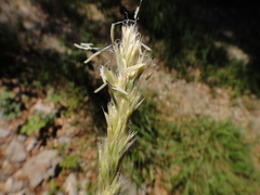 Sesleria autumnalis