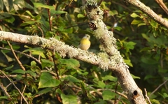 Apalis flavida florisuga