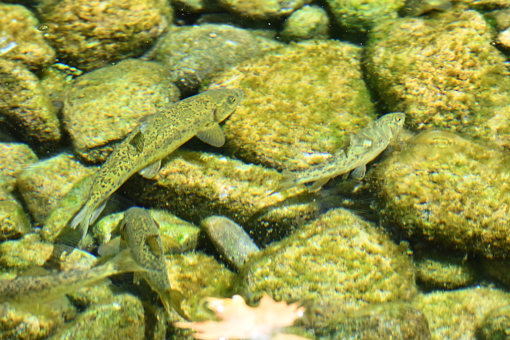 Struma Barbel