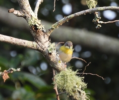 Apalis flavida florisuga