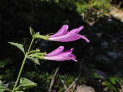 Clinopodium grandiflorum