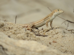 Acanthodactylus schreiberi