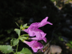 Clinopodium grandiflorum