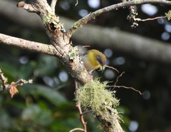 Apalis flavida florisuga