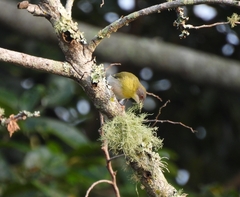 Apalis flavida florisuga