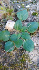 Pelargonium chelidonium