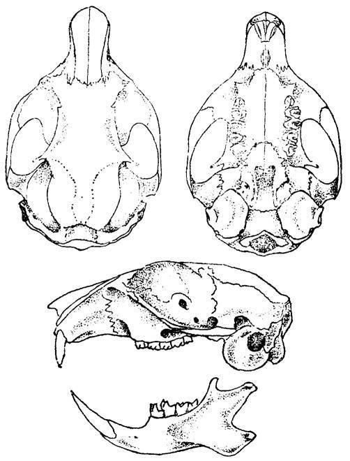 Brandt's Ground Squirrel