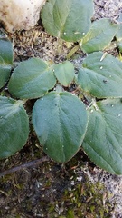 Pelargonium chelidonium
