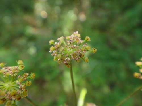 Image of Laserpitium krapfii by (c) Christian Berg, some rights reserved (CC BY)