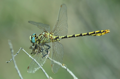 Ophiogomphus morrisoni