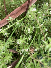 Crassula helmsii