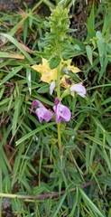 Pedicularis bifida