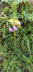 Pedicularis bifida