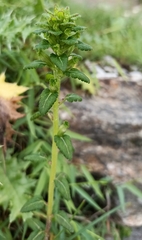 Pedicularis bifida