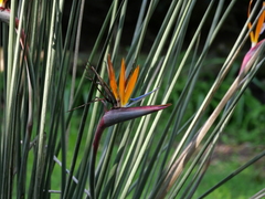Strelitzia juncea