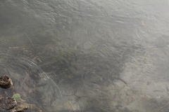 Lagarosiphon ilicifolius