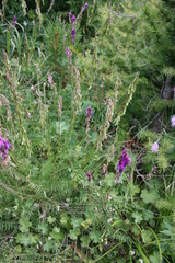 Hedysarum theinum