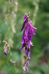 Hedysarum theinum
