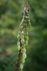 Hedysarum theinum