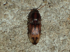 Conoderus bellus