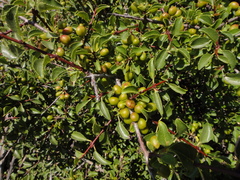 Rhamnus saxatilis